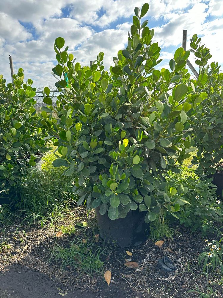 clusia-guttifera-small-leaf-clusia
