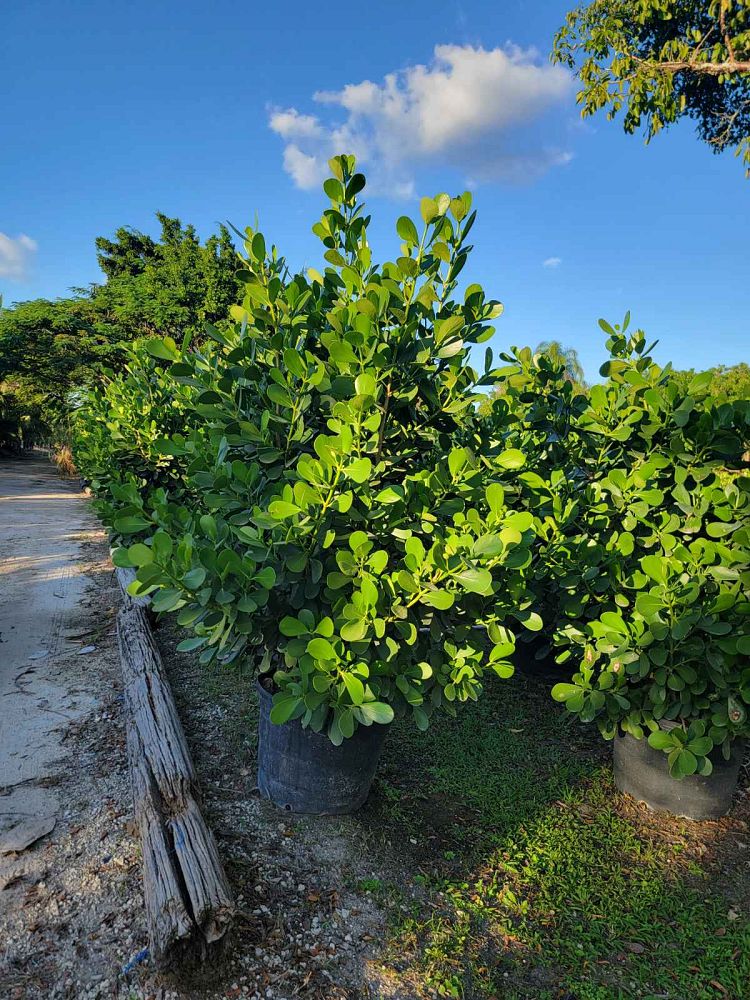 clusia-guttifera-small-leaf-clusia