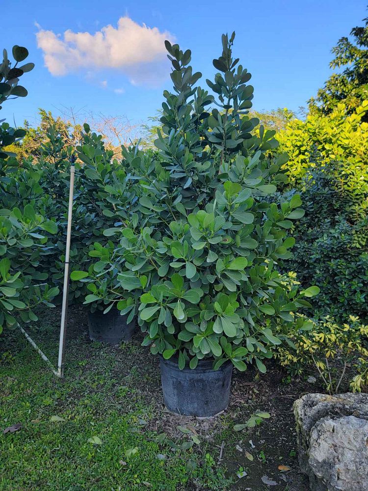 clusia-guttifera-small-leaf-clusia