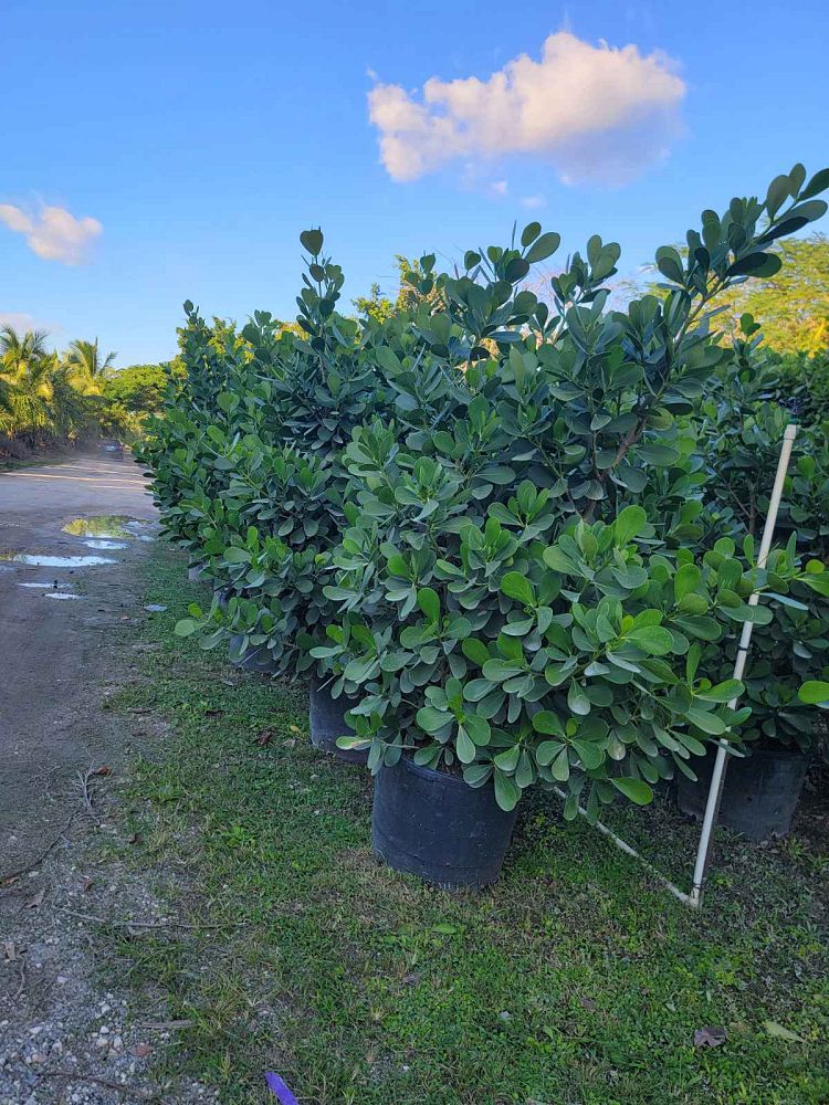 clusia-guttifera-small-leaf-clusia