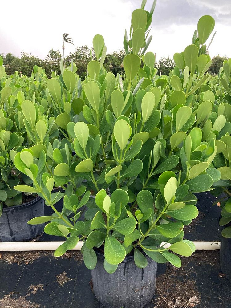 clusia-guttifera-small-leaf-clusia
