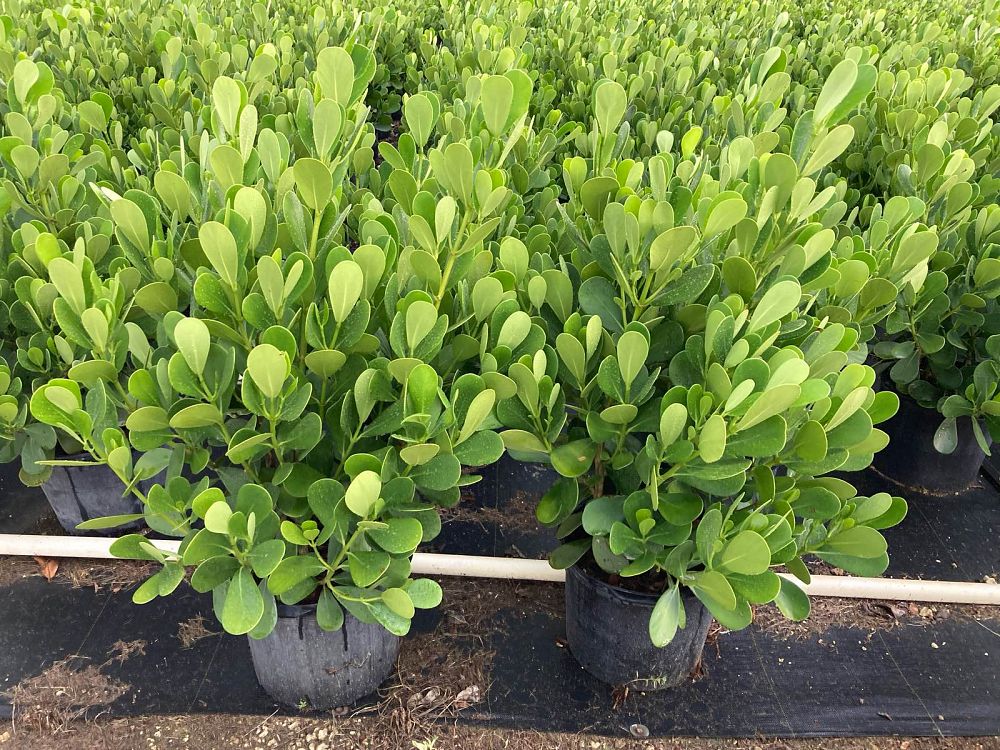 clusia-guttifera-small-leaf-clusia