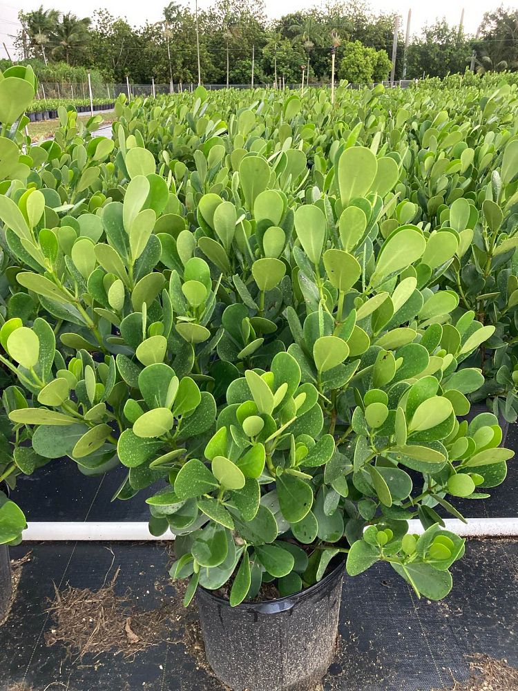 clusia-guttifera-small-leaf-clusia