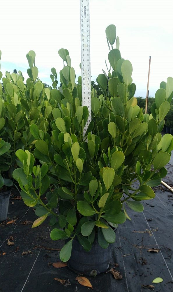 clusia-guttifera-small-leaf-clusia