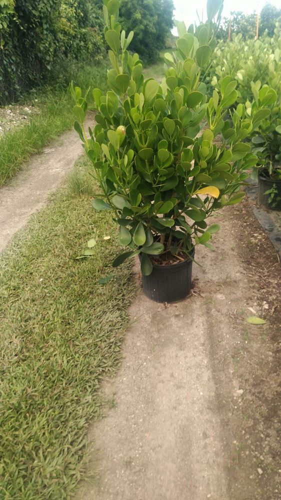 clusia-guttifera-small-leaf-clusia