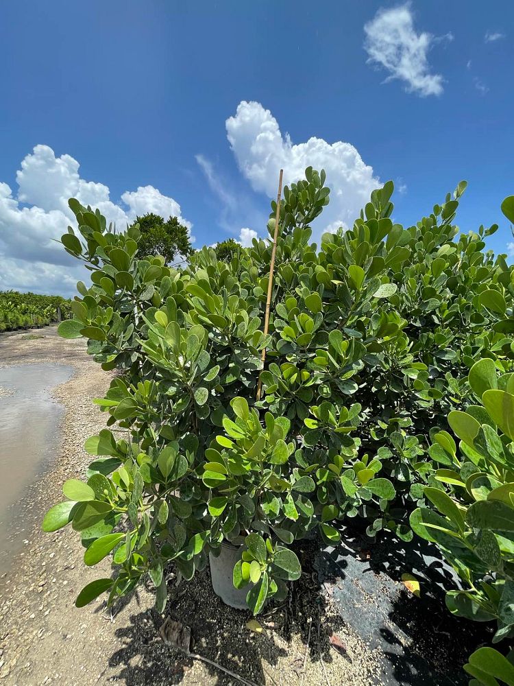 clusia-guttifera-small-leaf-clusia