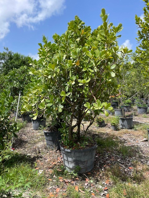 clusia-guttifera-small-leaf-clusia