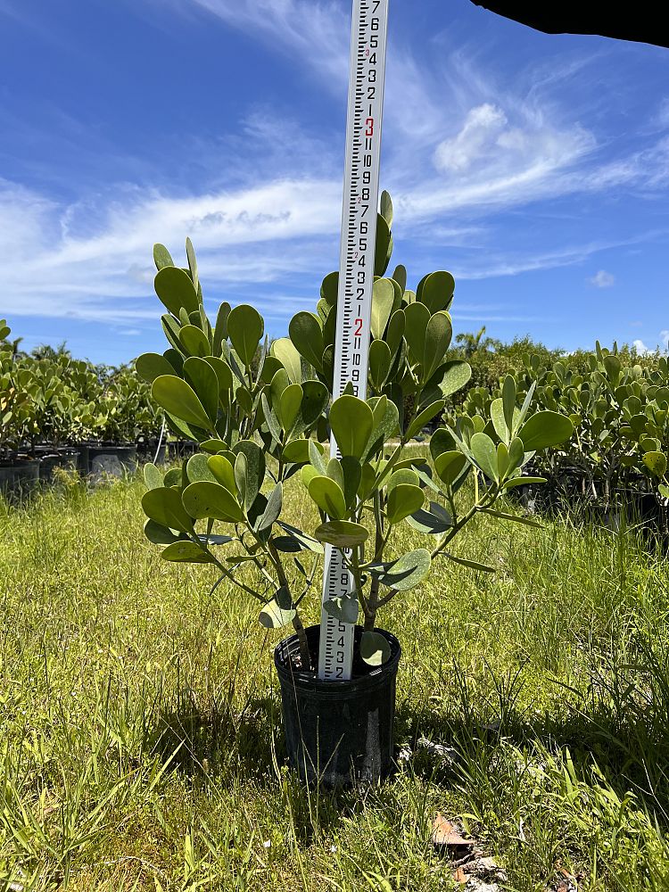 clusia-guttifera-small-leaf-clusia