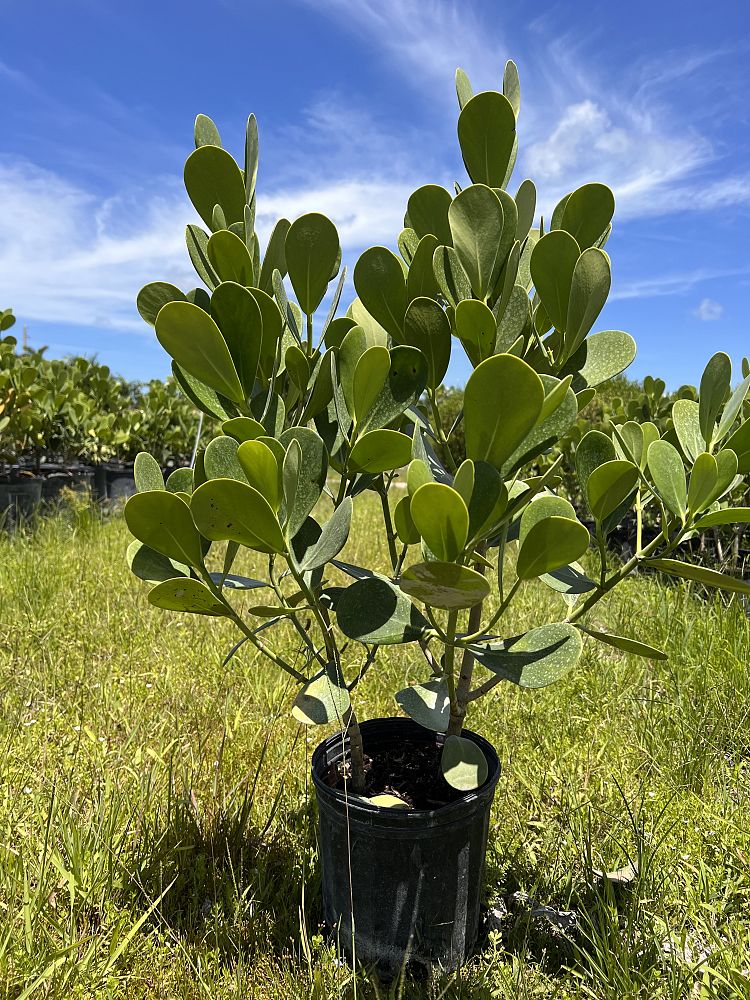 clusia-guttifera-small-leaf-clusia