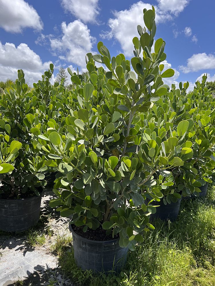 clusia-guttifera-small-leaf-clusia