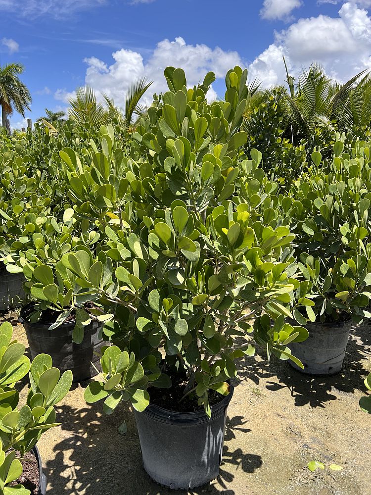 clusia-guttifera-small-leaf-clusia