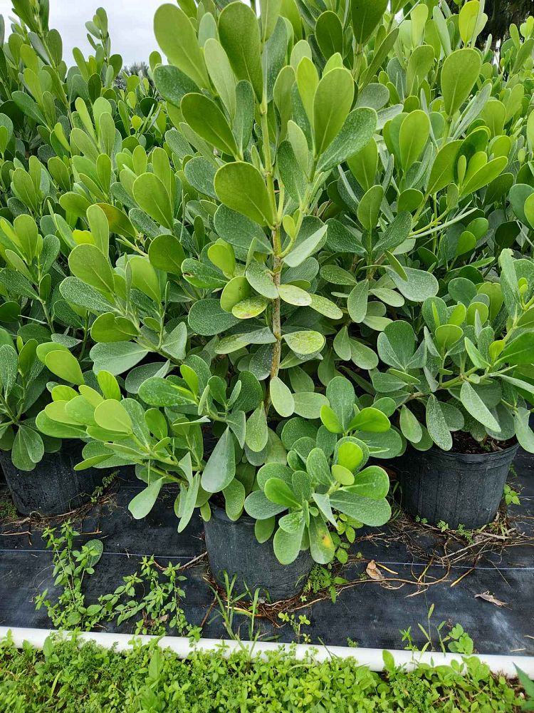 clusia-guttifera-small-leaf-clusia