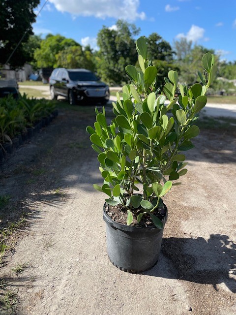 clusia-guttifera-small-leaf-clusia