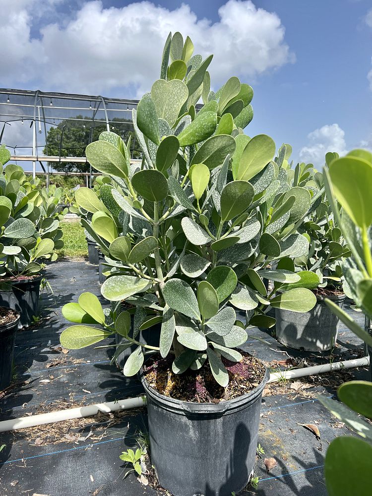 clusia-guttifera-small-leaf-clusia