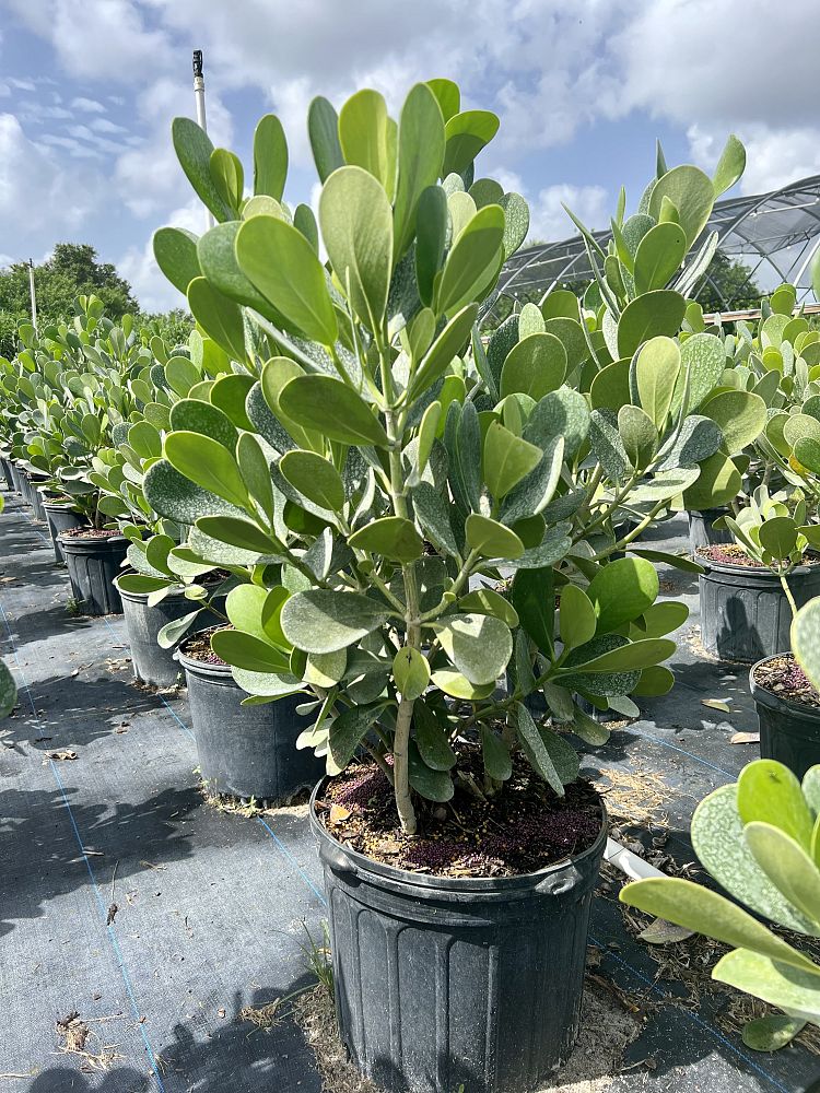 clusia-guttifera-small-leaf-clusia