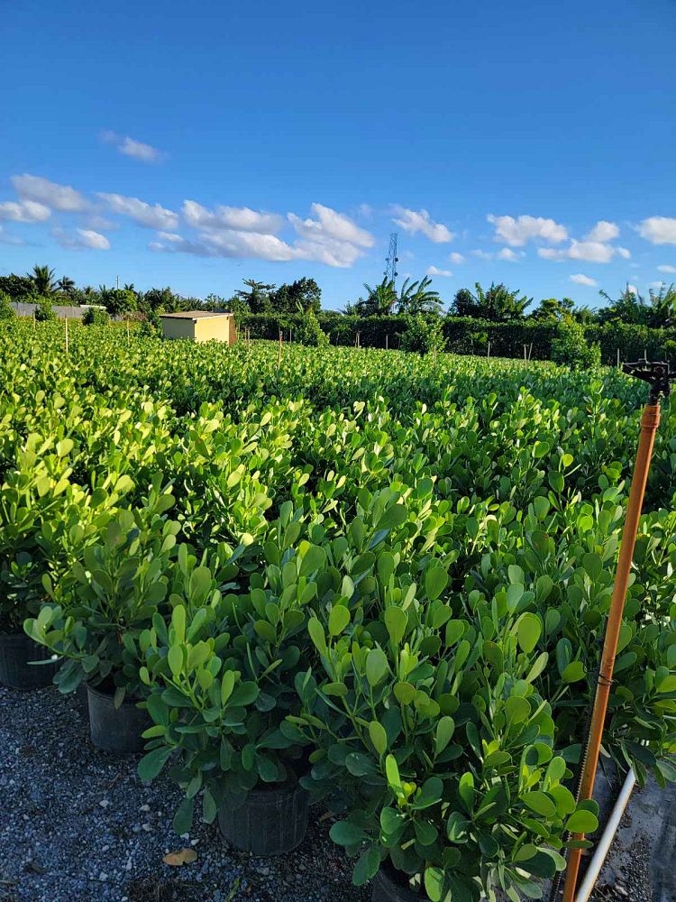 clusia-guttifera-small-leaf-clusia