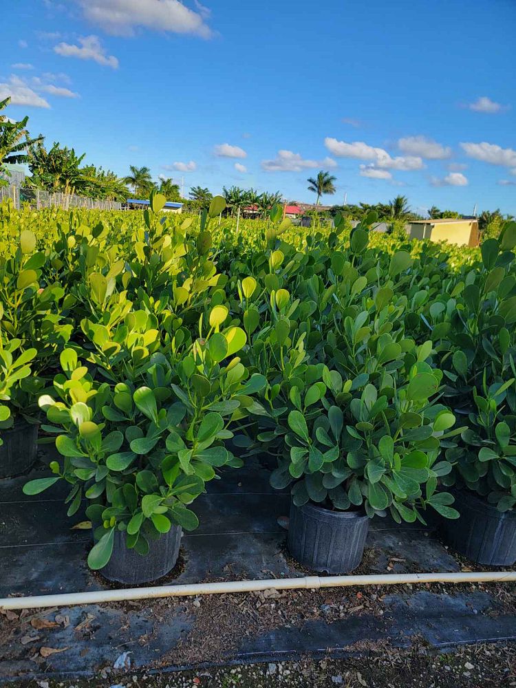 clusia-guttifera-small-leaf-clusia