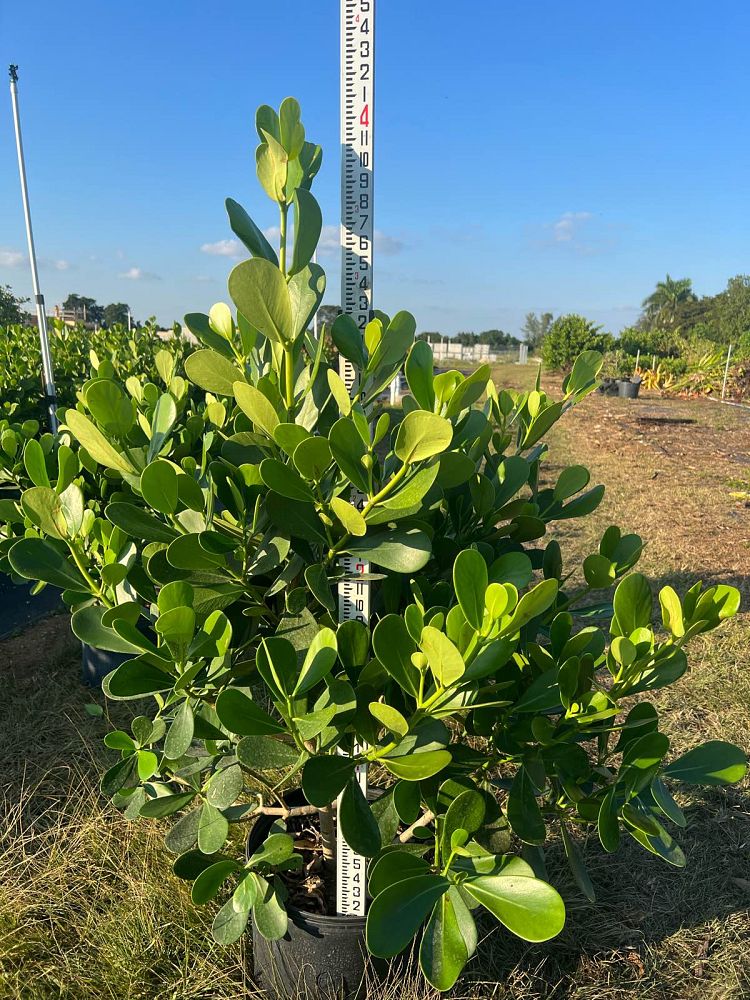 clusia-guttifera-small-leaf-clusia