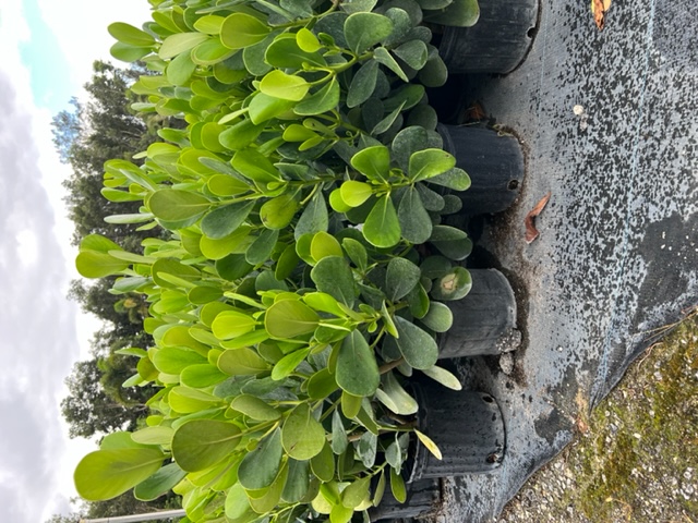 clusia-guttifera-small-leaf-clusia