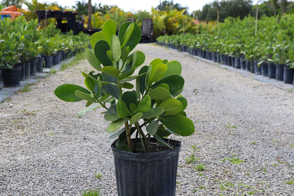 clusia-guttifera-small-leaf-clusia