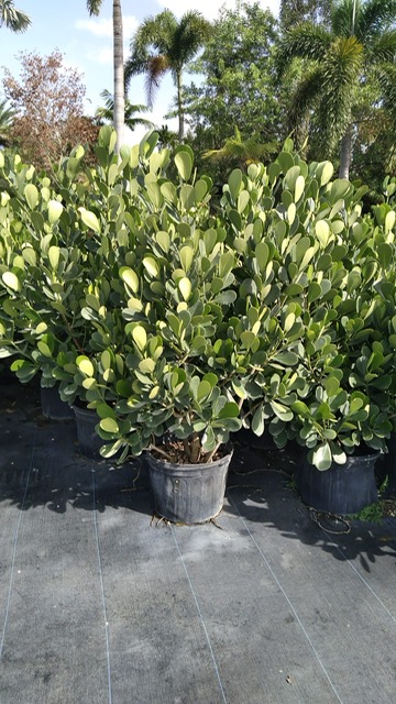 clusia-guttifera-small-leaf-clusia