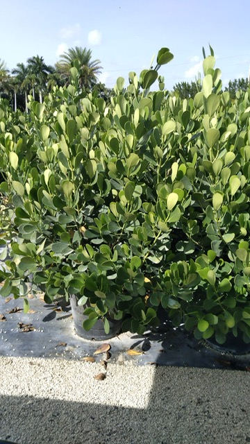 clusia-guttifera-small-leaf-clusia