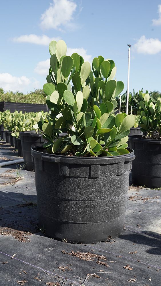 clusia-guttifera-small-leaf-clusia