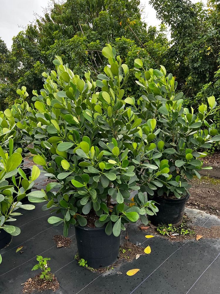 clusia-guttifera-small-leaf-clusia