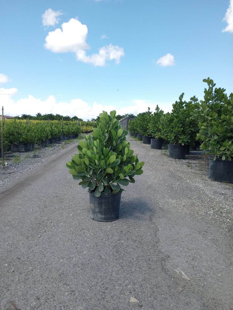clusia-guttifera-small-leaf-clusia