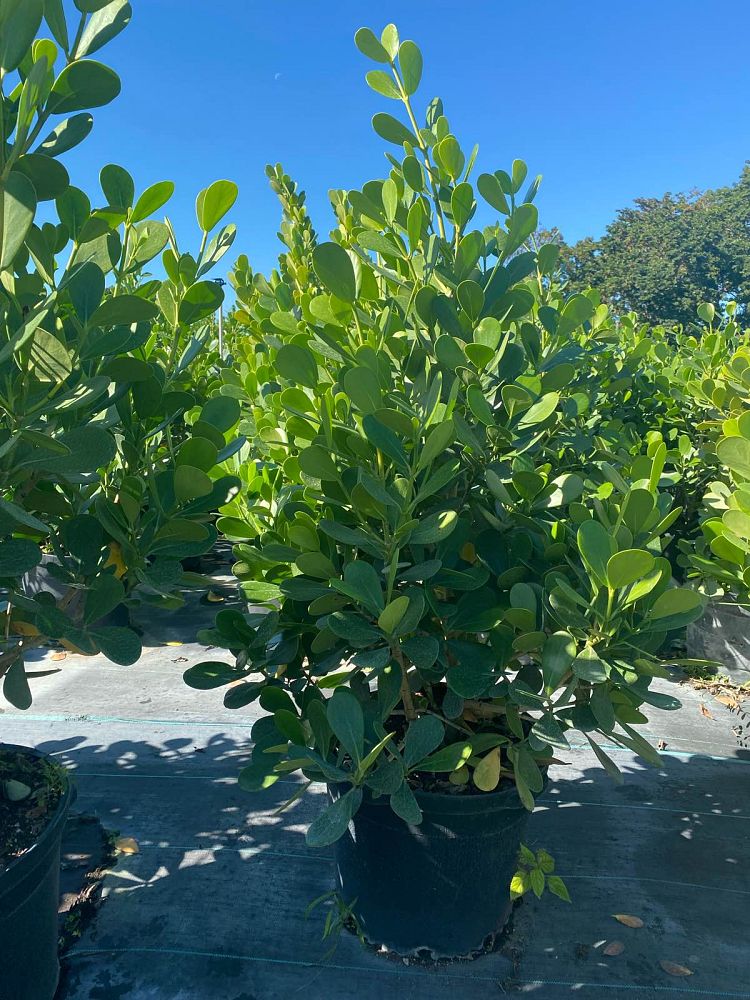 clusia-guttifera-small-leaf-clusia