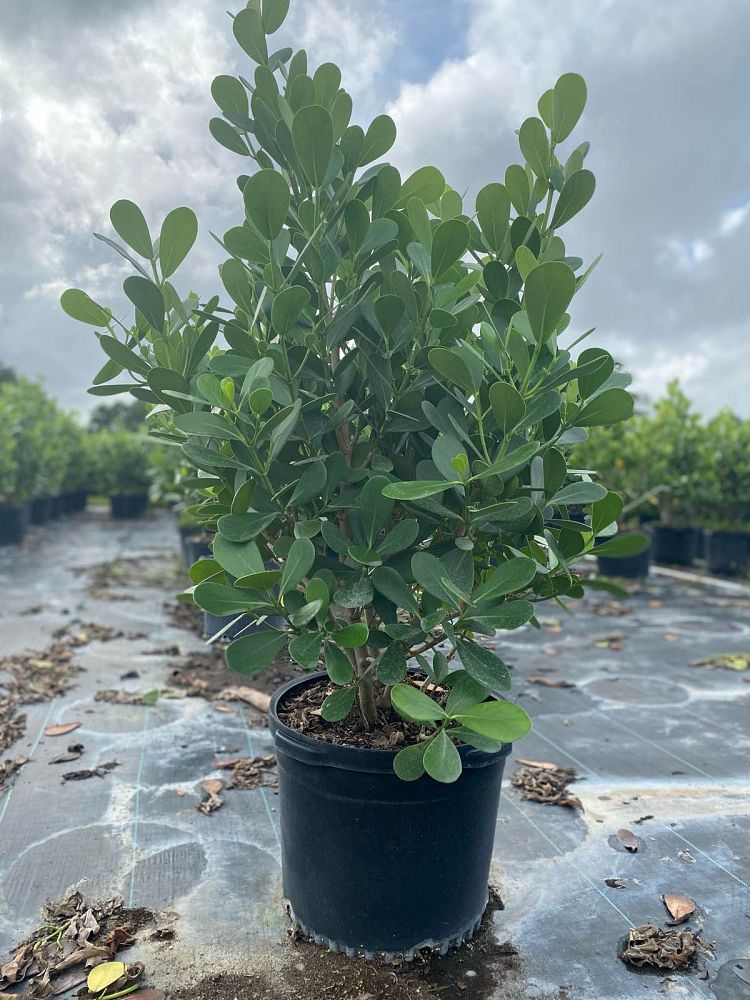 clusia-guttifera-small-leaf-clusia