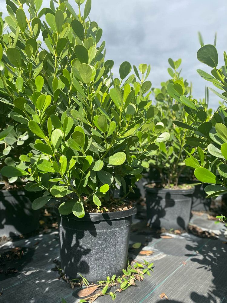 clusia-guttifera-small-leaf-clusia