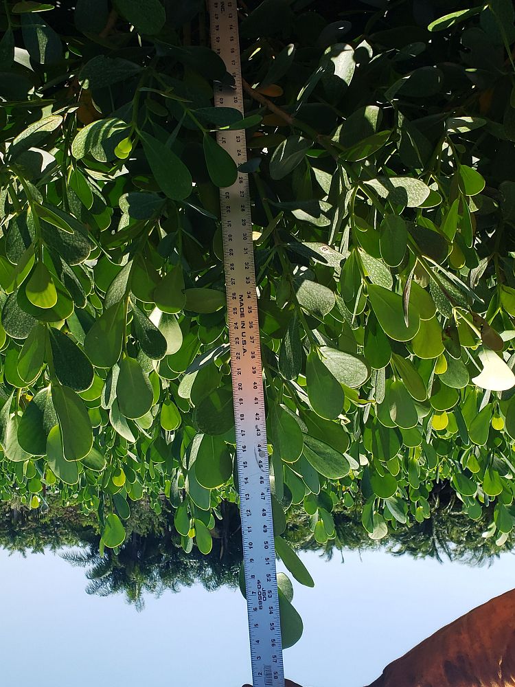 clusia-guttifera-small-leaf-clusia