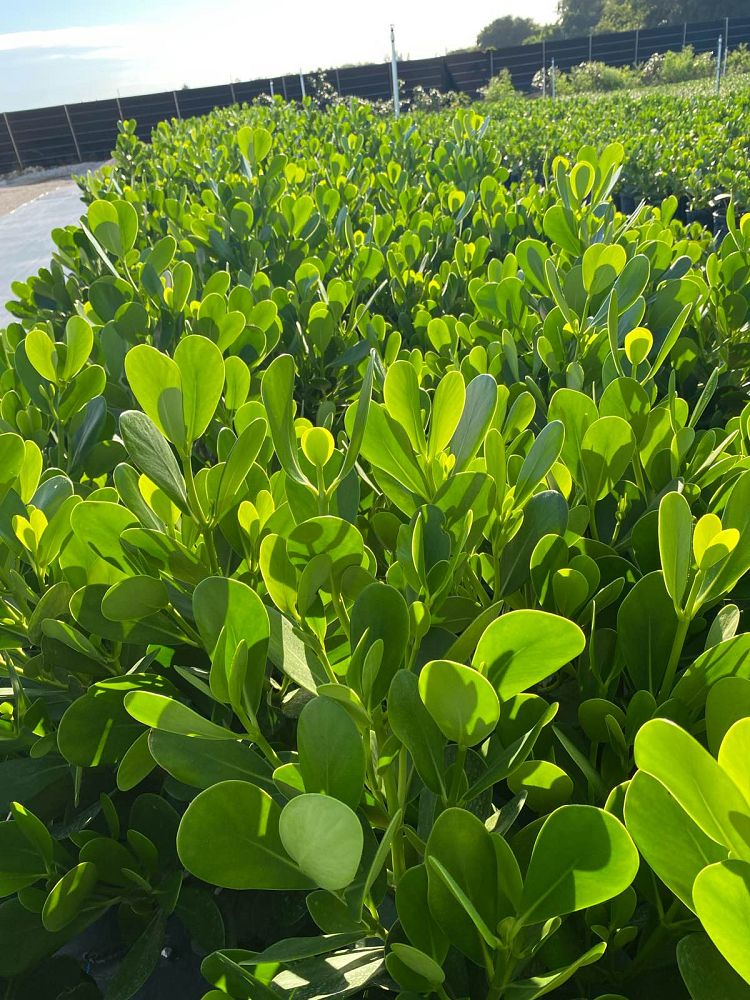 clusia-guttifera-small-leaf-clusia