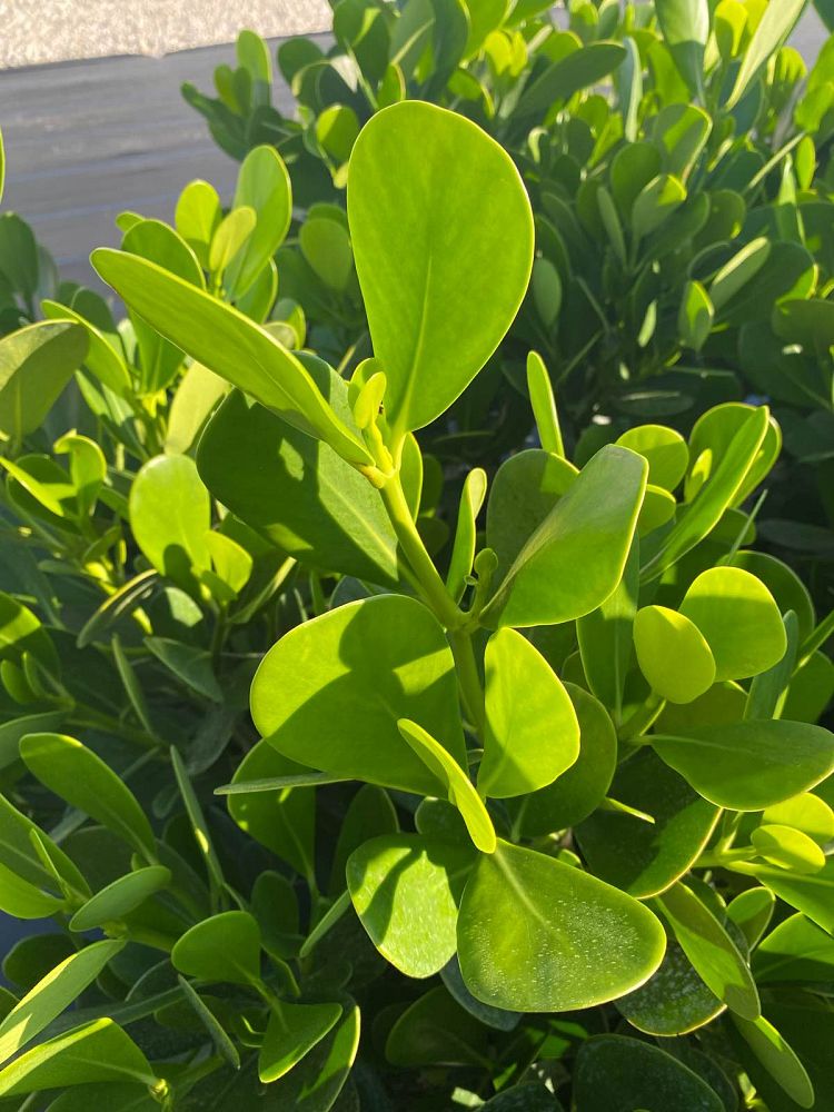 clusia-guttifera-small-leaf-clusia