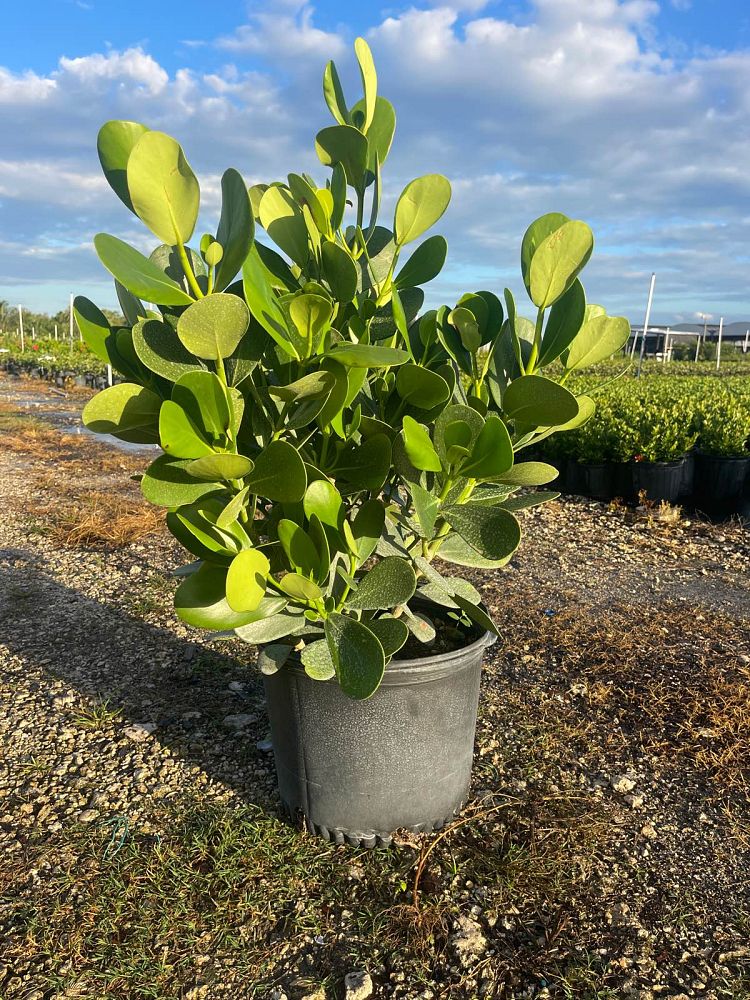clusia-guttifera-small-leaf-clusia