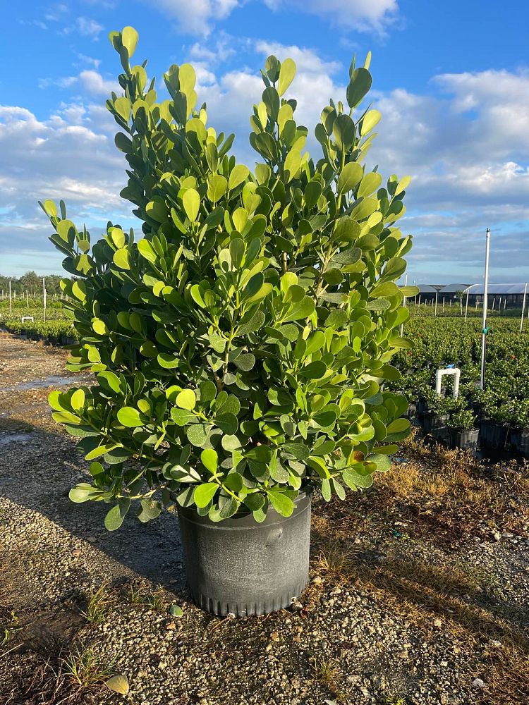 clusia-guttifera-small-leaf-clusia