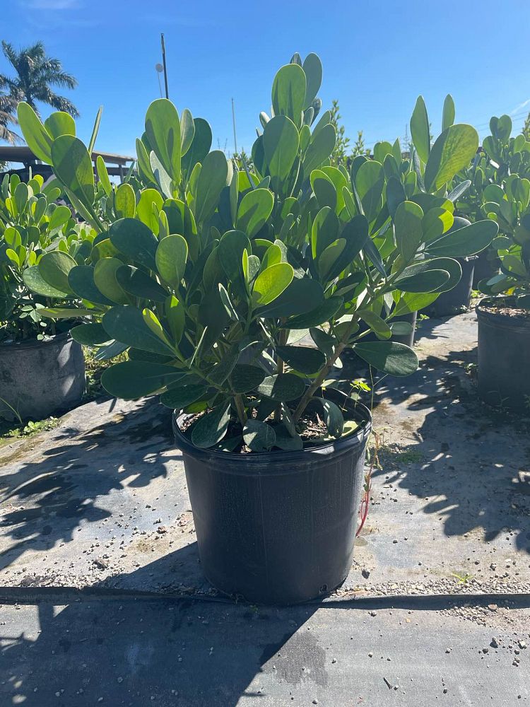 clusia-guttifera-small-leaf-clusia