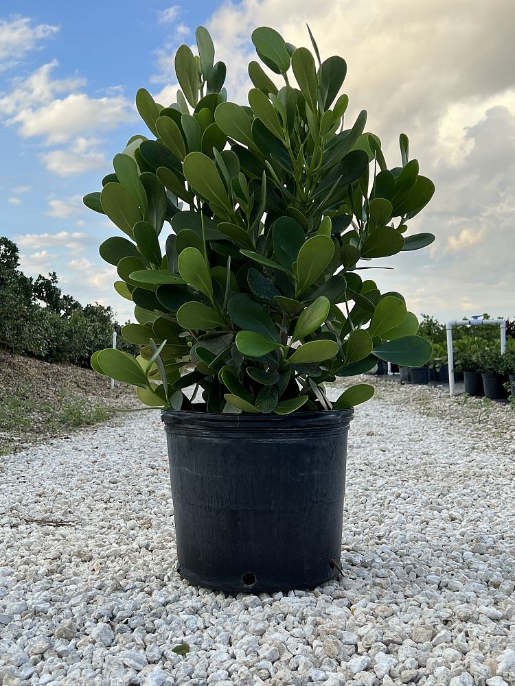 clusia-guttifera-small-leaf-clusia
