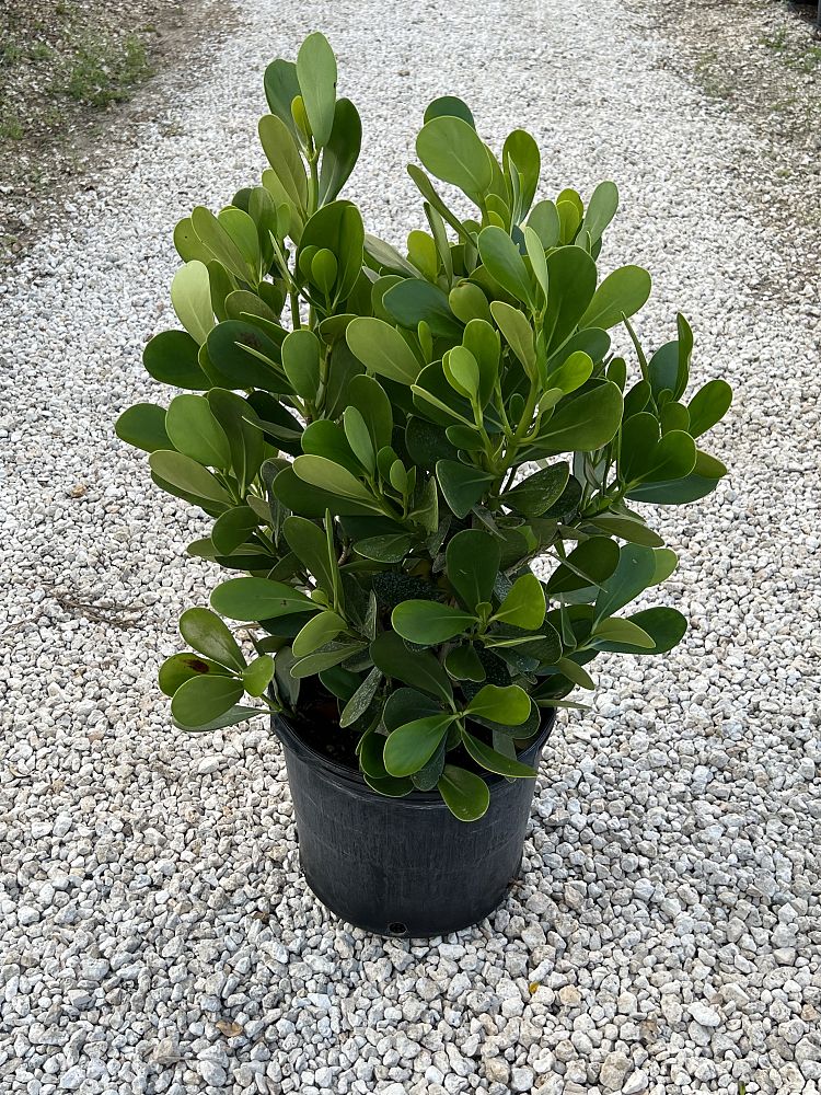 clusia-guttifera-small-leaf-clusia