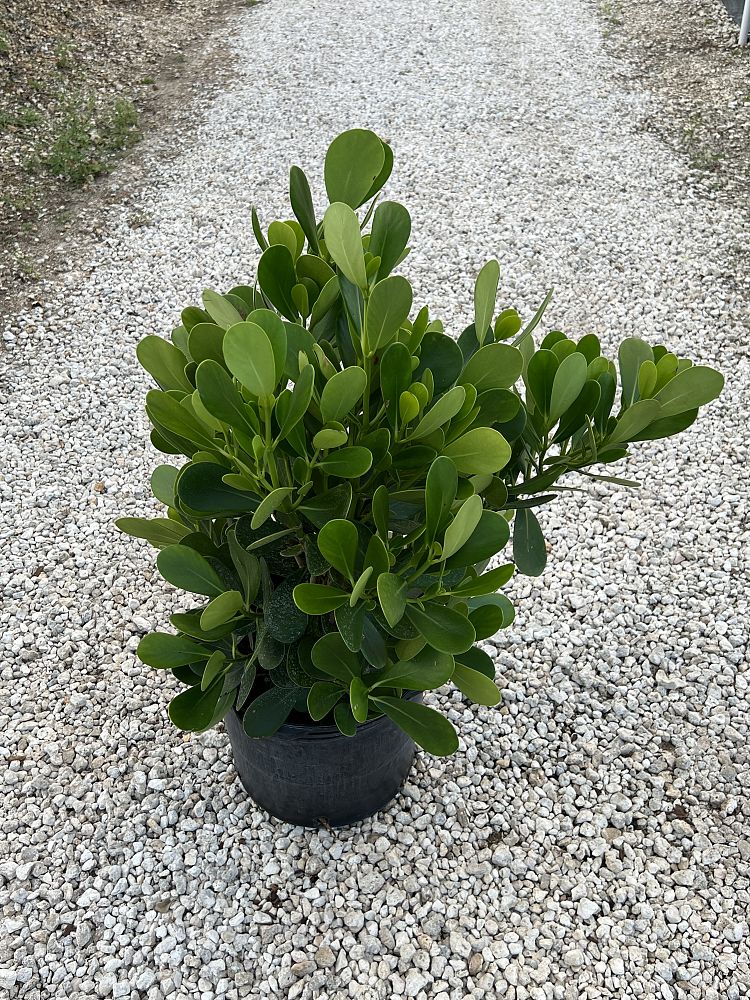 clusia-guttifera-small-leaf-clusia