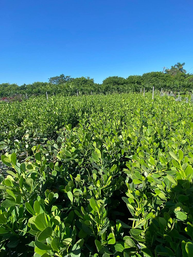 clusia-guttifera-small-leaf-clusia