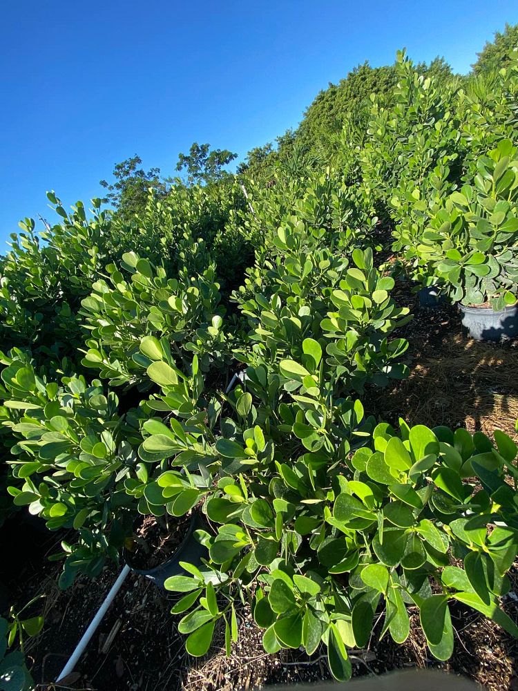clusia-guttifera-small-leaf-clusia