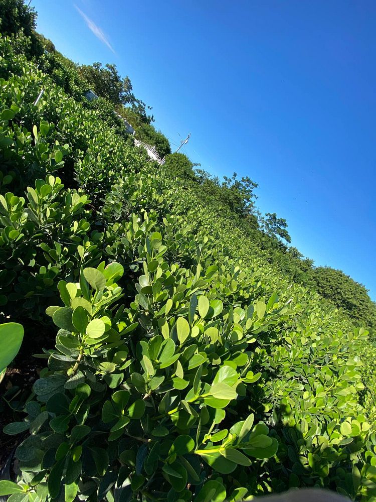 clusia-guttifera-small-leaf-clusia