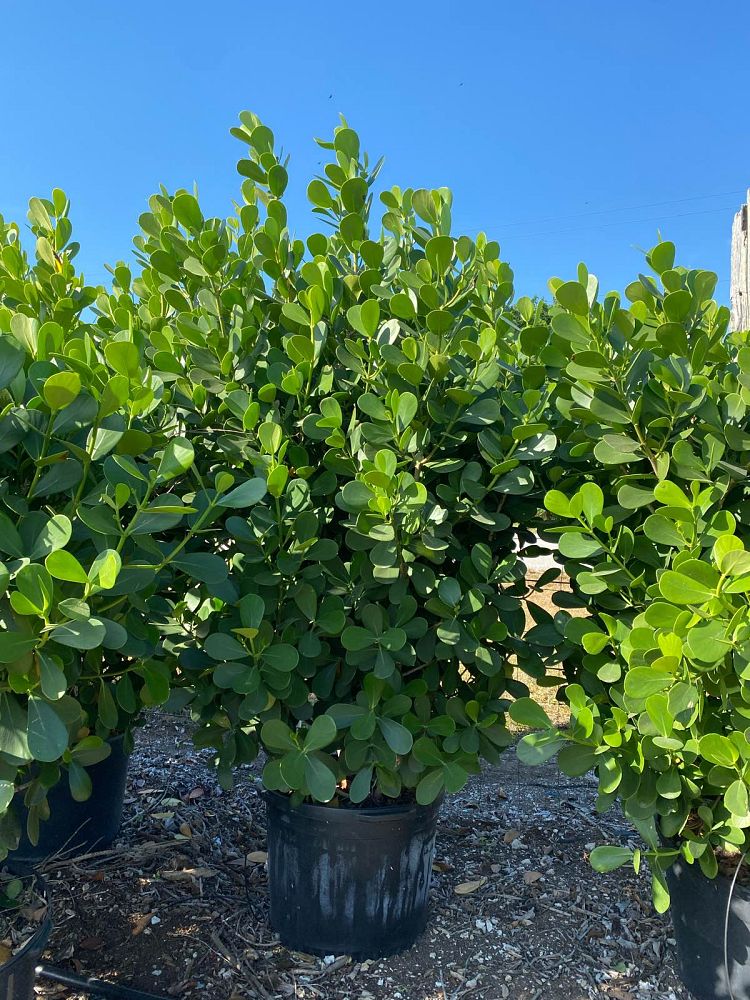 clusia-guttifera-small-leaf-clusia