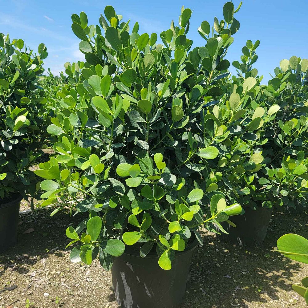 clusia-guttifera-small-leaf-clusia