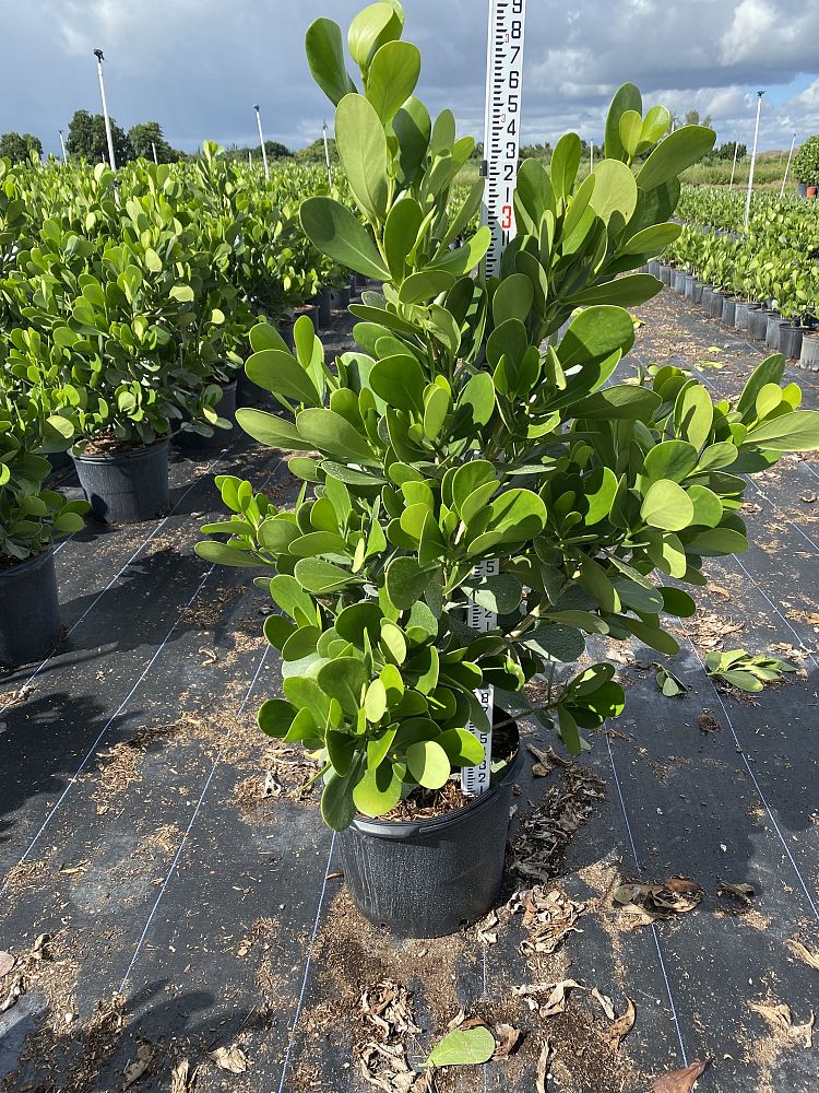 clusia-guttifera-small-leaf-clusia