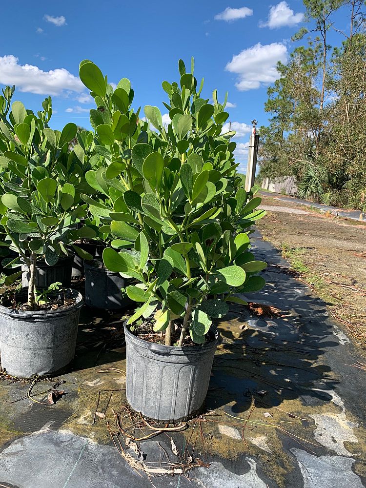 clusia-guttifera-small-leaf-clusia