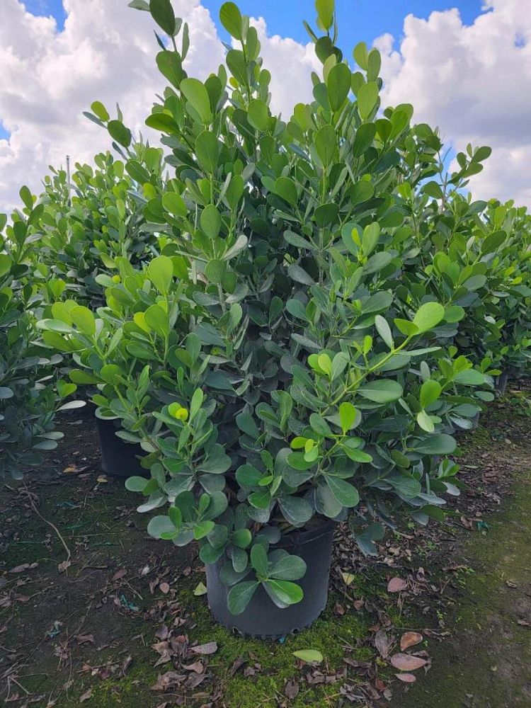 clusia-guttifera-small-leaf-clusia
