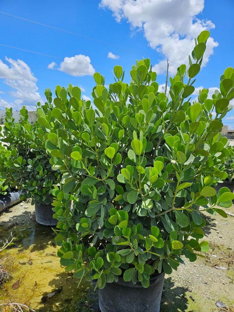 clusia-guttifera-small-leaf-clusia